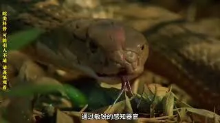 Thumbnail: 眼镜王蛇寻找配偶：独居蛇王踏上求偶之旅，惊险过程令人震撼！