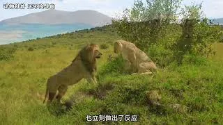 Thumbnail: 狮子也会谈恋爱？揭秘草原霸主的求偶方式