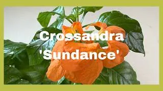 Thumbnail: Crossandra 'Sundance' Plant Spotlight