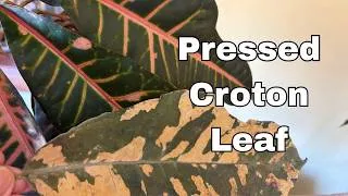 Thumbnail: Look What Happened When I Pressed a Croton Leaf