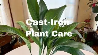 Thumbnail: Cast-Iron Plant (Aspidistra elatior) Plant Care: What to Know
