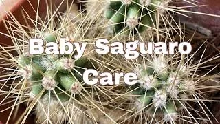 Thumbnail: How to Grow Baby Saguaro Cactus Indoors