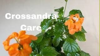 Thumbnail: Crossandra Plant Care: What to Know