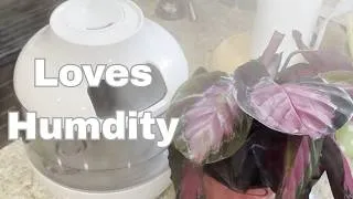 Thumbnail: Why My Calathea Loves a Humidifier