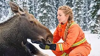 Thumbnail: The Heart in the Blizzard: Rescuing a Baby Moose from an Icy Ravine| Heartbeat Heroes