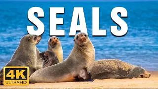 Thumbnail: Relaxing Seal Video - Ocean Animals 4K - Scenic Wildlife Film With Calming Music