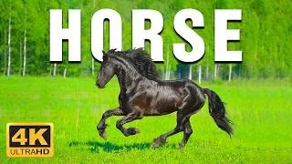 Thumbnail: Relax with Horses in the Wild - 4K Beautiful Wild Horses with Calming Music