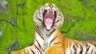 Thumbnail: Amazing Scene of Wild Animals In 4K - Scenic Relaxation Film