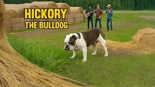Thumbnail: AI Music Video: Its Hard to be Hickory the Bulldog