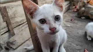 Thumbnail: Abandoned Cats in an Abandoned Marketplace