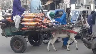 Thumbnail: Animal cruelty in Pakistan