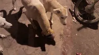 Thumbnail: Feeding Starving Stray Mama Dog with her kids on Easter Day in this Coronavirus lockdown