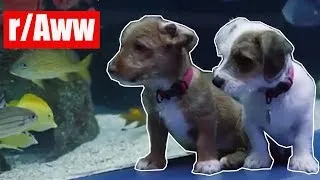Thumbnail: Quarantine and Enjoy Top Posts of Reddit's Subreddit r/Aww