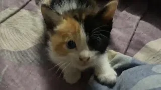 Thumbnail: Quarantine with kittens
