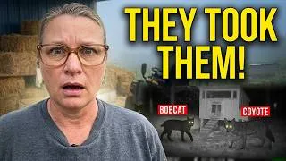 Thumbnail: Caught on Camera: The Predator That Took My Flock