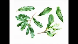 Thumbnail: Macadamia Leaves Illustration In Watercolour - Time Lapse
