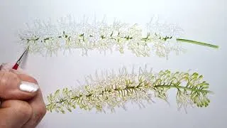 Thumbnail: Macadamia Flower Illustration In Watercolour - Time Lapse