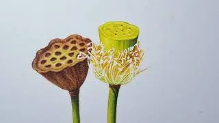 Thumbnail: Lotus Seed Capsules Painting In Watercolour - 1m Time Lapse