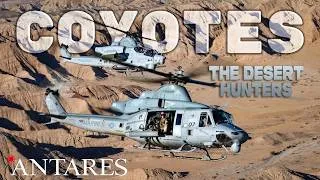 Thumbnail: HMLA- 775 Coyotes - The Desert Hunters