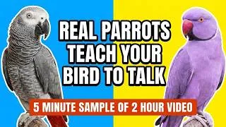 Thumbnail: Real Parrots Teach Your Bird to Talk! Cute Words 5 Minute Sample-- Full 2 hour video available