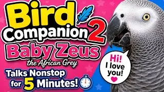 Thumbnail: Bird Companion 2 | Baby Zeus the African Grey Talks Nonstop for 5 Minutes!