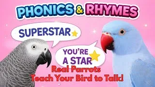 Thumbnail: Phonics & Rhyming Words African Grey Indian Ringneck Parakeet Real Parrots Teach Your Bird to Talk! 