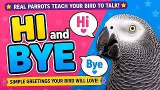 Thumbnail: Real Parrots Teach Your Bird to Talk: Say “Hi” & “Bye Bye” 🦜African Grey & Indian Ringneck Training