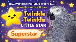 Thumbnail: Twinkle Twinkle Little Star ⭐ | Real Parrots Teach Your Bird to Talk! Words & Nursery Rhymes Super!
