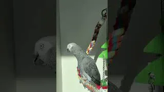 Thumbnail: Baby Zeus 🍎Ivy League Bird TV is live!  