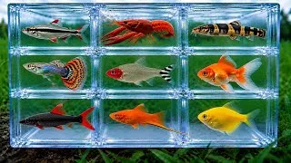 Thumbnail: Fish: Yoyo Loach, Crayfish, Guppy Fish, Swordtail Fish, Glofish Tetra, Black line Tetra, Goldfish