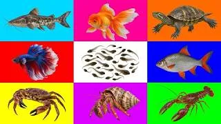 Thumbnail: Fish: Toadpole, Hermit Crab, Crab, Crayfish, Turtle, Catfish, Tinfoil Barb, Goldfish, Betta Fish
