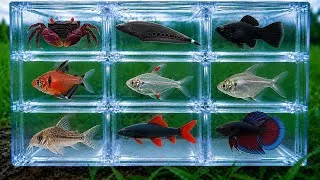 Thumbnail: Fish: Crab, Knife Fish, Glassfin Tetra, Betta Fish, Serpae Tetra, Molly Fish, Corydoras, Shark