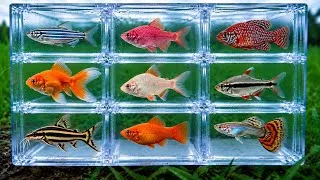 Thumbnail: Fish: Zebra Fish, Rosy Barb, Guppy Fish, Cichlid, Goldfish, Tiger Barb, Black Line Tetra, Catfish