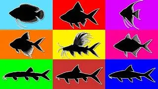 Thumbnail: Fish: Three Spot Gourami, Glass Fish, Loach, Angelfish, Roseline Shark, Glofish Tetra, Angelfish