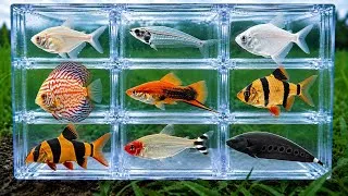 Thumbnail: Fish: Glass Fish, Knife Fish, Rummy Nose Tetra, Angelfish, Tetra Fish, Cichlid, Tiger Barb, Loach