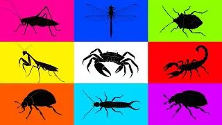 Thumbnail: Insect: Earwig, Dragonfly, Ladybug, Crab, Stink Bug, Beetle, Praying Mantis, Grasshopper, Scorpions