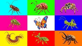 Thumbnail: Insect: Butterfly, Cockroach, Grasshopper, Centipede, Weevil, Tarantula, Stink Bug, Leaf Insect...