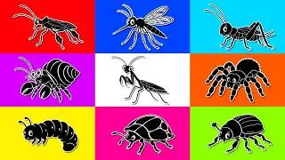 Thumbnail: Insect: Tortoise Beetle, Larva Beetle, Leopard Stink Bug, Mosquito, Hermit Crab, Praying Mantis...