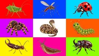 Thumbnail: Insect: Ball Python, Slug, Giant Mosquito, Beetle, Caterpillar, Earwig, Ladybug, Tarantula, Katydid