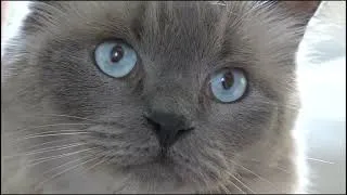 Thumbnail: The cat