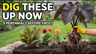 Thumbnail: 9 Perennials You MUST Dig Up Before the First Frost (Or You Lose Them for Good)