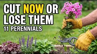 Thumbnail: 11 Perennials You MUST Cut to the Ground in September (To Stop Next Year's Pests & Disease)