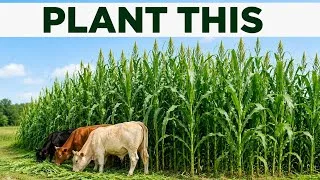 Thumbnail: Stop Buying Hay. Plant This 1 Crop Instead!