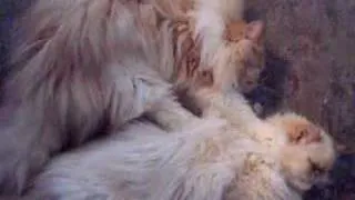 Thumbnail: Cat massage
