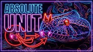 Thumbnail: The Snake With 2-Inch Fangs! (Gaboon Viper)