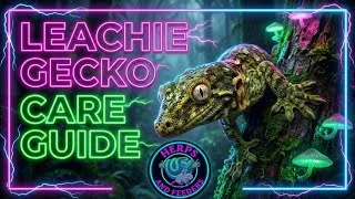 Thumbnail: How to Care for the World's LARGEST Gecko! (Leachianus Gecko Care).
