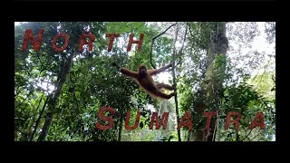 Thumbnail: This is NORTH SUMATRA! Stunning trip at Bukit Lawang and Lake Toba. 🦧