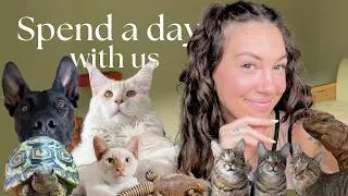 Thumbnail: What It’s REALLY Like Being a Pet Content Creator + pet care & adoption stories