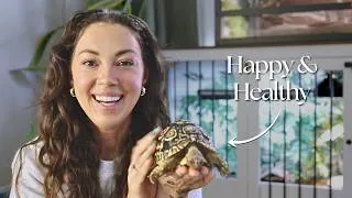 Thumbnail: Complete Tortoise Care Guide | MOST ESSENTIAL!