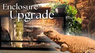 Thumbnail: Uromastyx Setup | Building a Lizard Enclosure